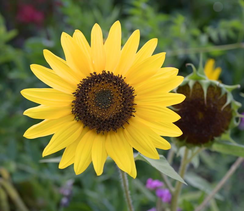 Sonnenblume
